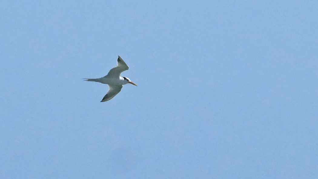 Lesser Crested Tern